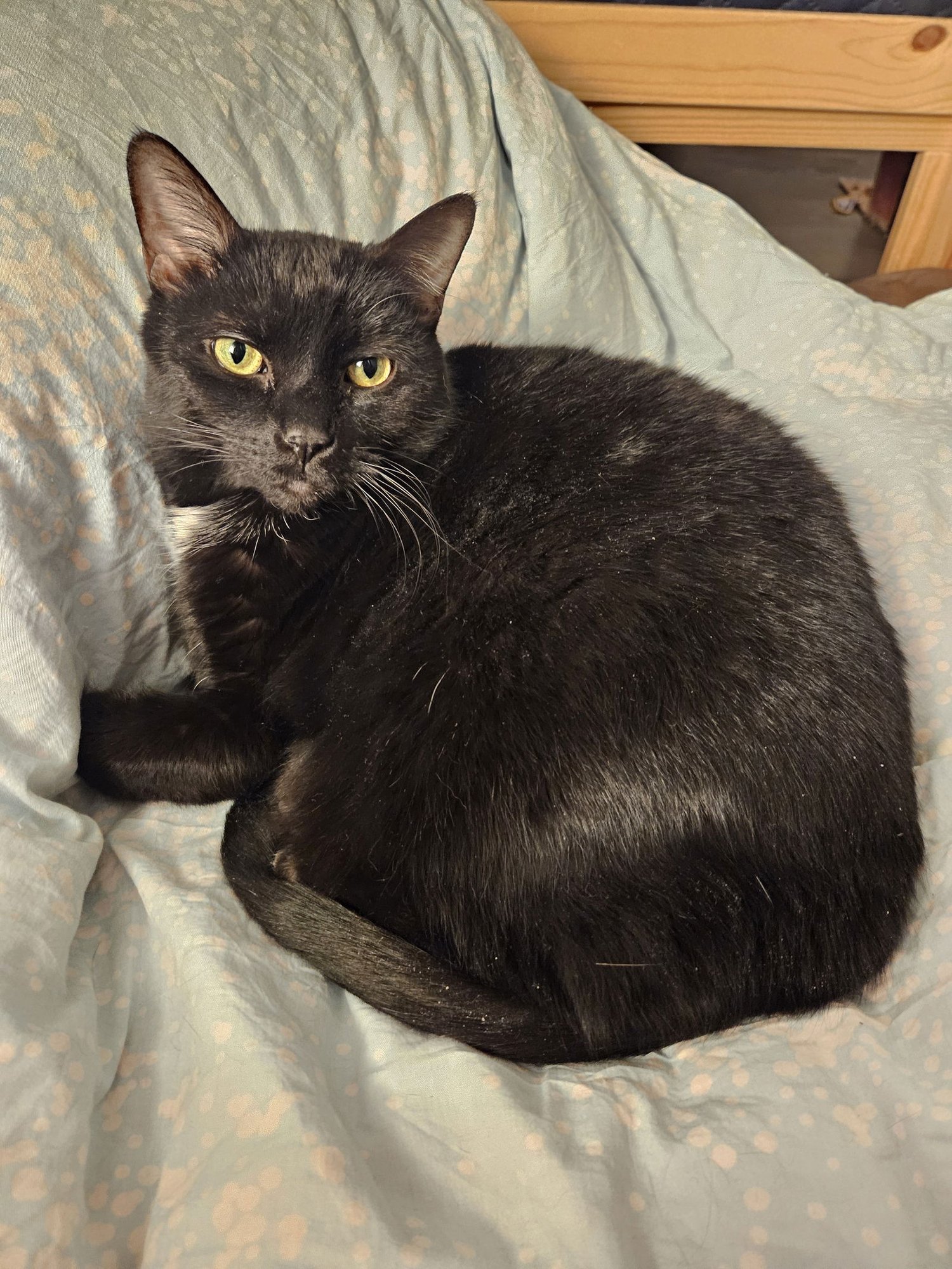 SADIE (HAPPY SINGLE) - Domestic Short Hair available for adoption