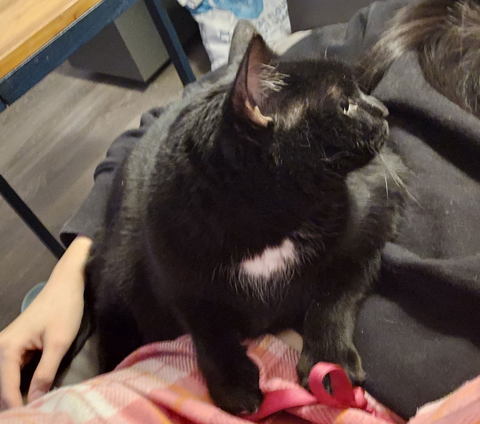 Sadie (Happy SIngle) - Photo 4