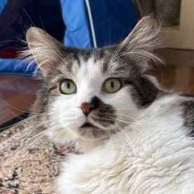 RYAN - Domestic Short Hair available for adoption