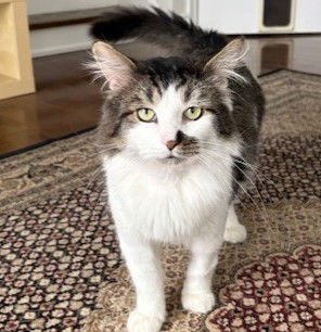 RYAN - Domestic Short Hair available for adoption