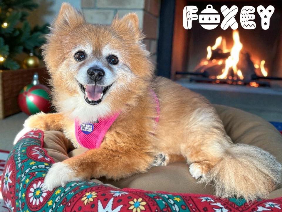 FOXEY - Pomeranian available for adoption