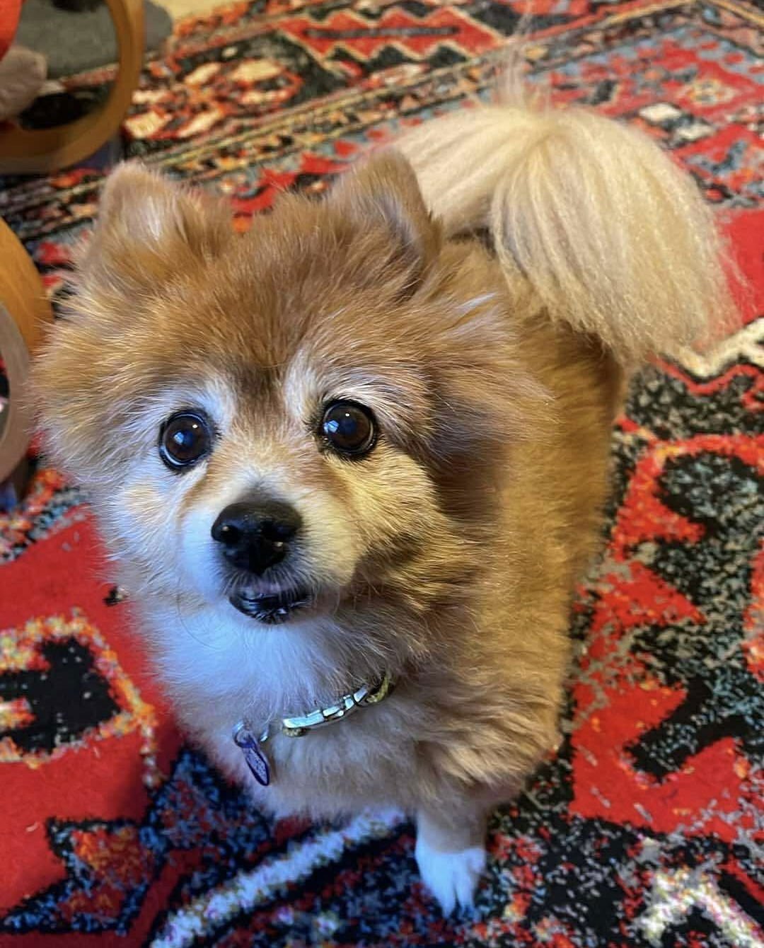 FOXEY - Pomeranian available for adoption