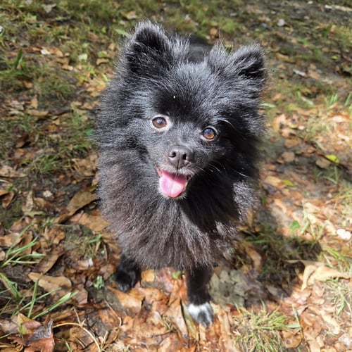 BRAYDEN - Pomeranian available for adoption