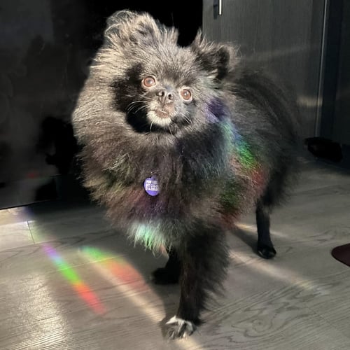 BRAYDEN - Pomeranian available for adoption