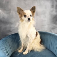 Kipper - Photo 1