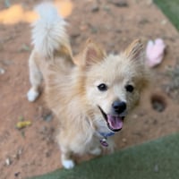 Georgie - Photo 2