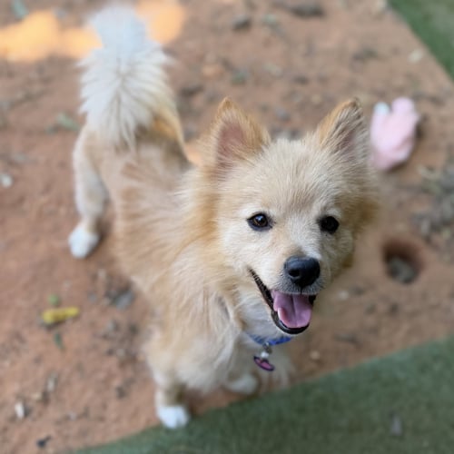 GEORGIE - Pomeranian available for adoption