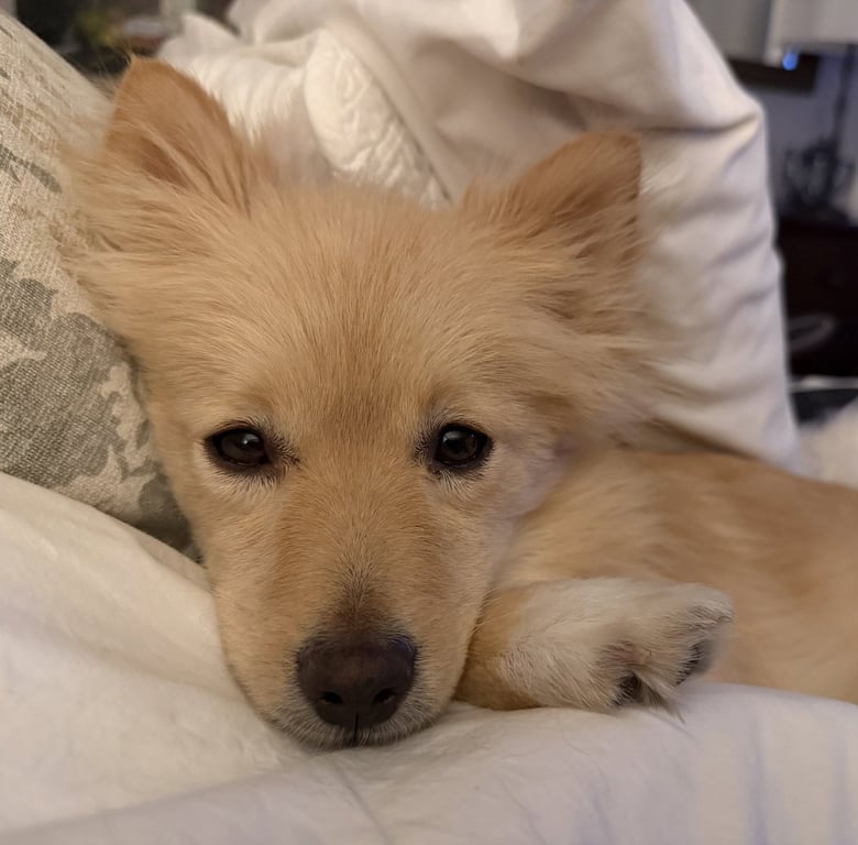 Georgie Image