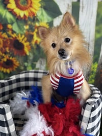 Georgie - Photo 9