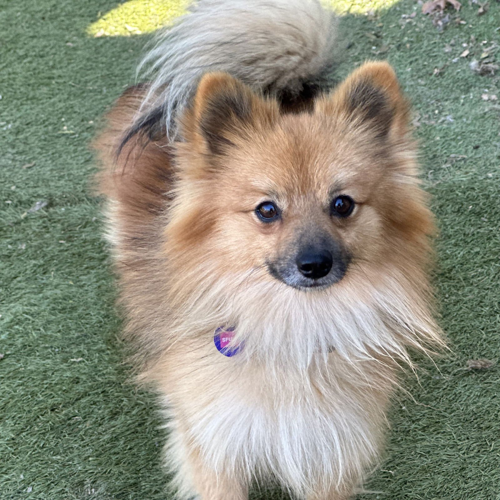 SPUD - Pomeranian available for adoption