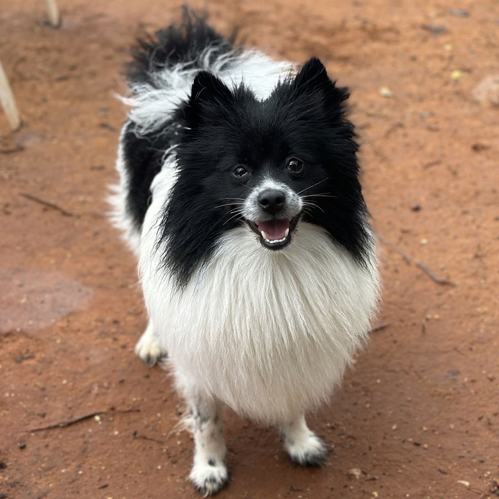 SPADE - Pomeranian available for adoption