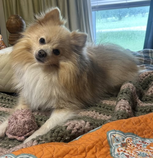 BRUNO - Pomeranian available for adoption