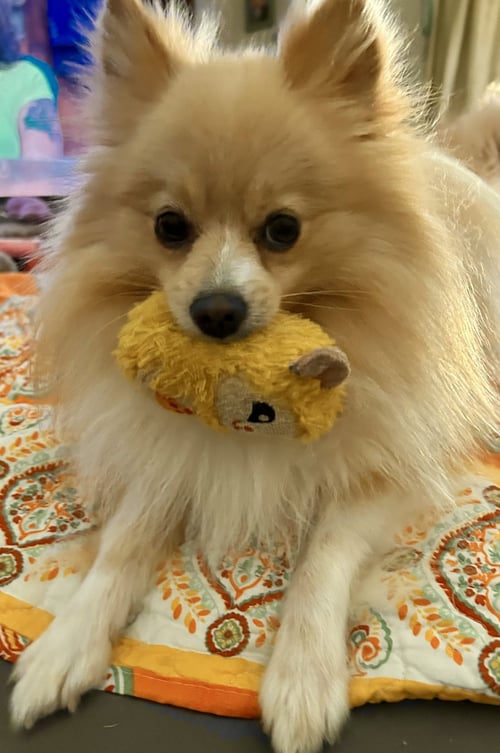 BRUNO - Pomeranian available for adoption