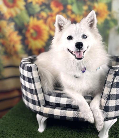 DAHLIA - American Eskimo Dog available for adoption