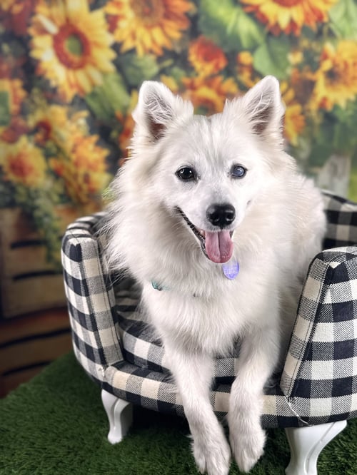 DAHLIA - American Eskimo Dog available for adoption