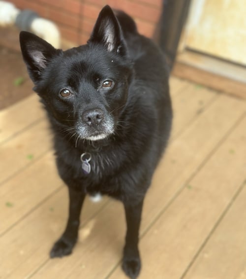 FIONA - Pomeranian / American Staffordshire Terrier available for adoption