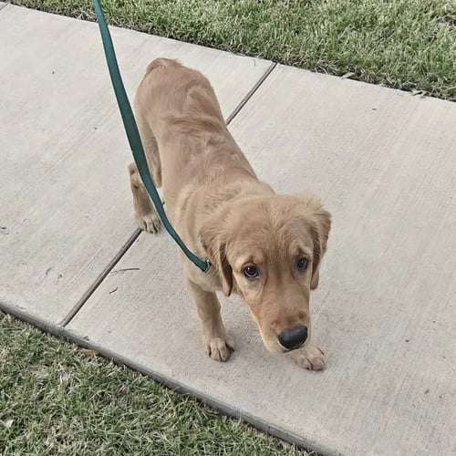 REMY - Golden Retriever available for adoption