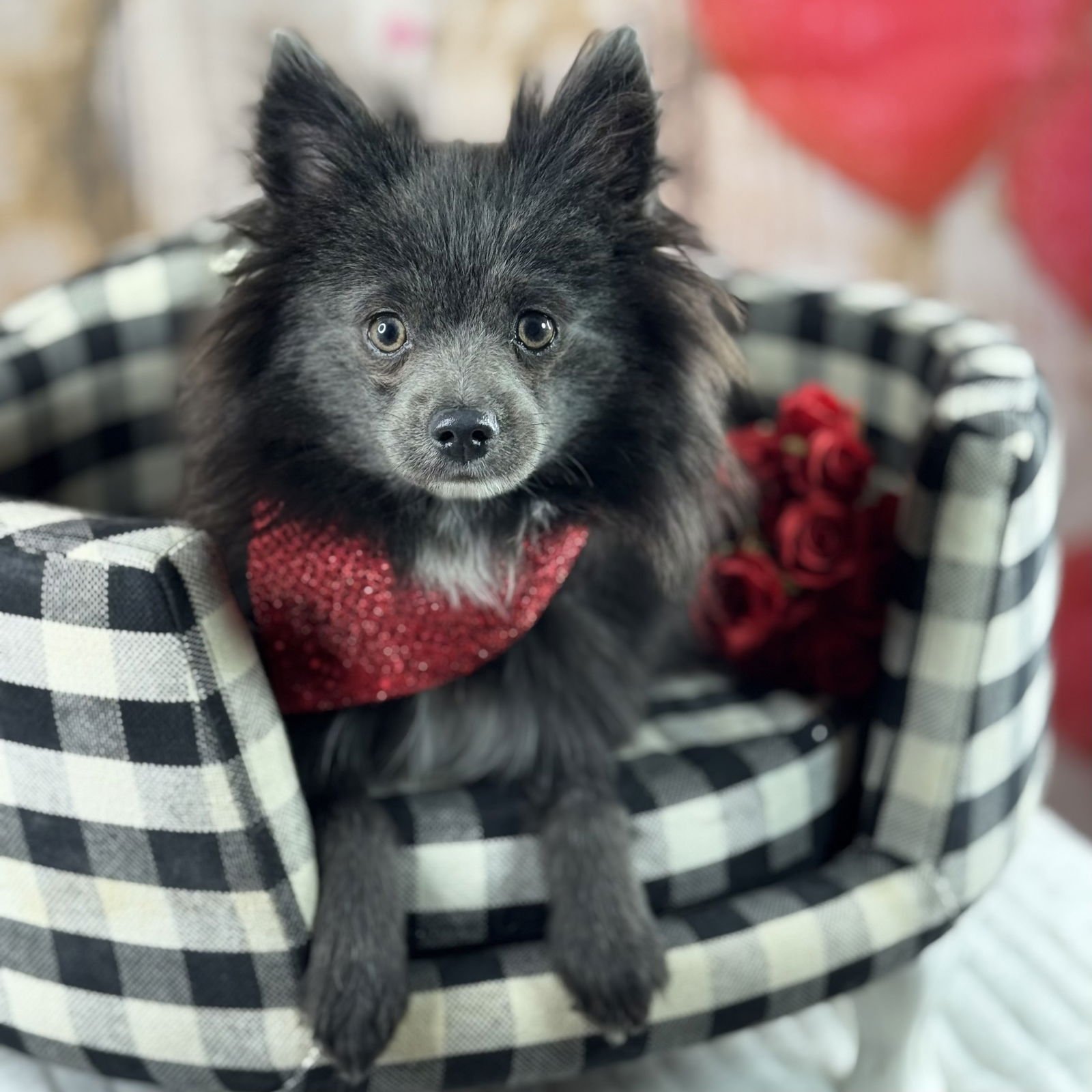 WOLFIE - Pomeranian available for adoption