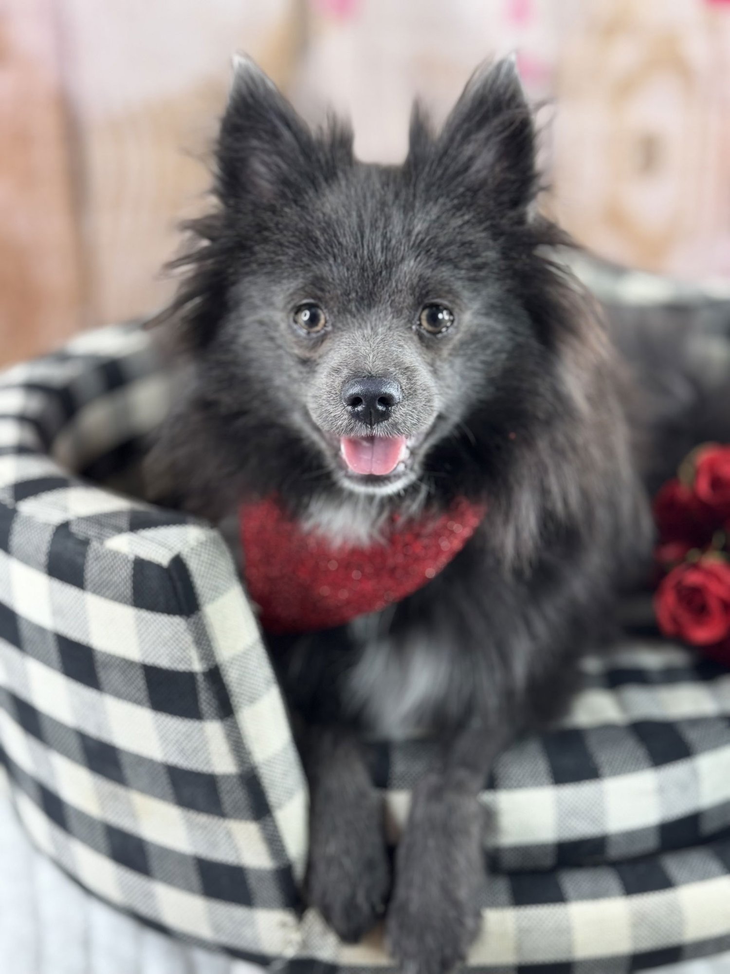 WOLFIE - Pomeranian available for adoption