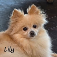 Lily - Houston - Photo 2