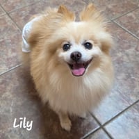 Lily - Houston - Photo 1