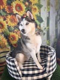 Cooper - Photo 3