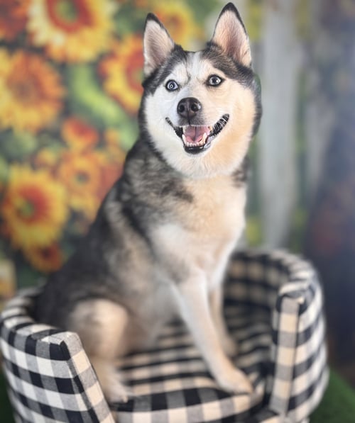 COOPER - Pomeranian / Siberian Husky available for adoption