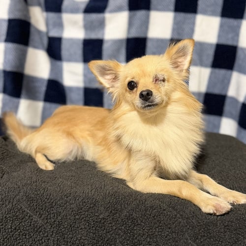 RAMBO - Pomeranian / Chihuahua available for adoption
