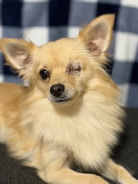 Rambo - Photo 3