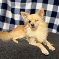 Rambo - Photo 4