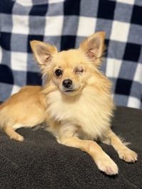 Rambo - Photo 2