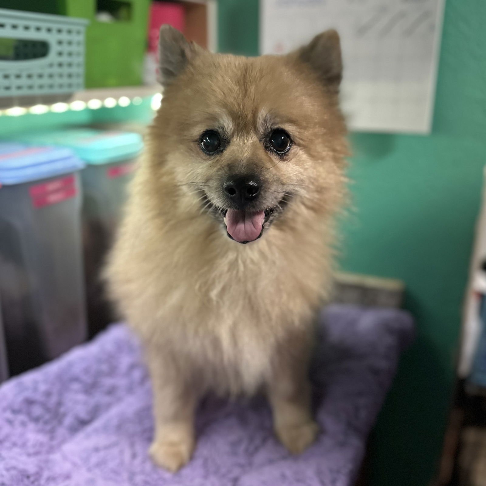 SMOKEY - Pomeranian available for adoption