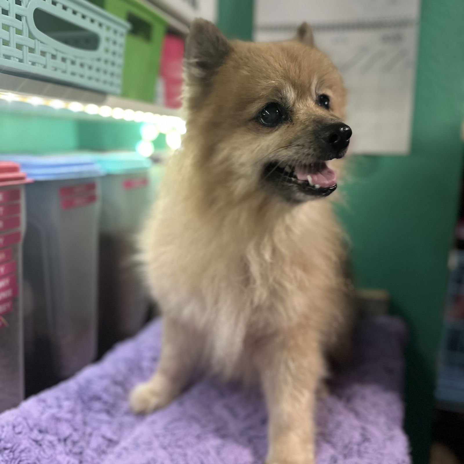 SMOKEY - Pomeranian available for adoption