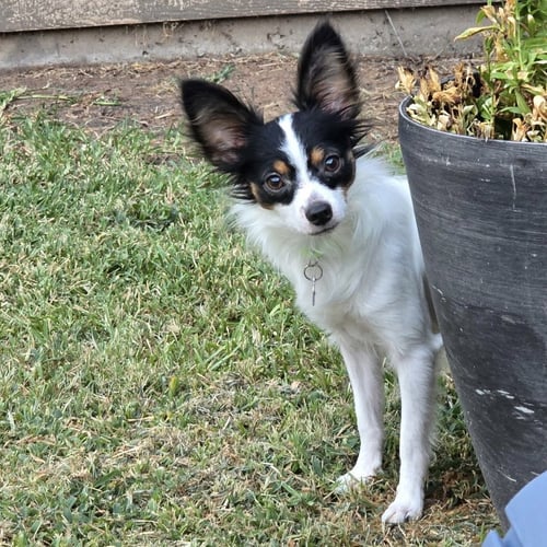 CAPONE - Papillon available for adoption