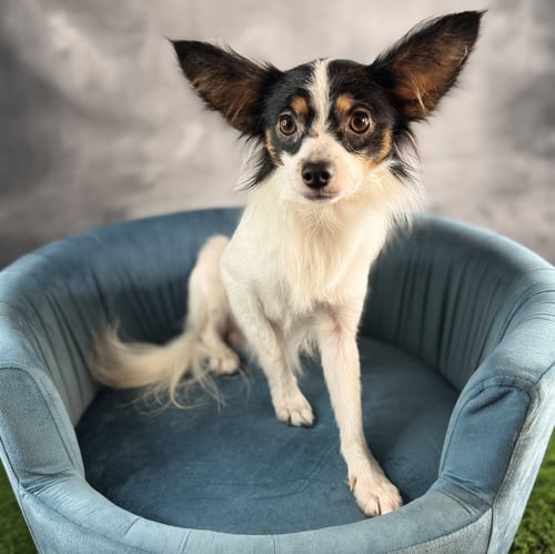 CAPONE - Papillon available for adoption