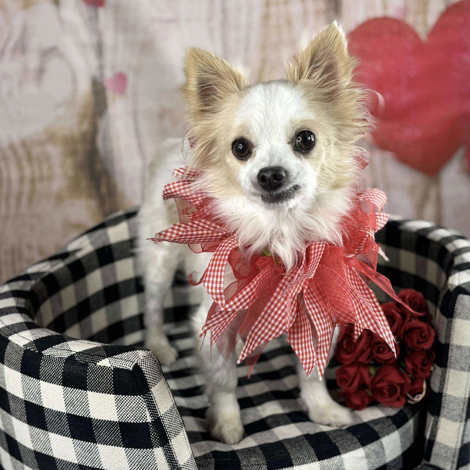 GIZMO - Pomeranian / Chihuahua available for adoption