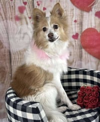 Pippi - Photo 2