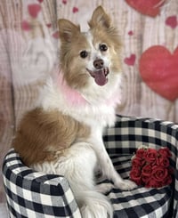 Pippi - Photo 4