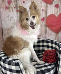 Pippi - Photo 5