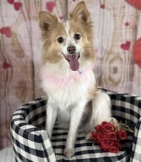 Pippi - Photo 3