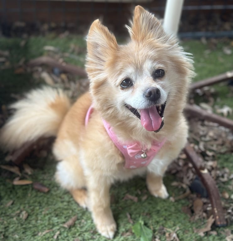 Maggie Image