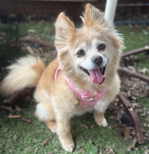MAGGIE - Pomeranian available for adoption