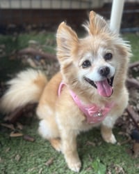 Maggie - Photo 2