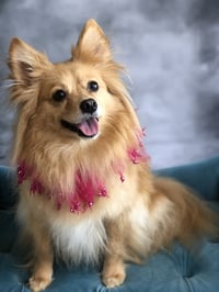 Maggie - Photo 3