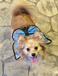 Maggie - Photo 8