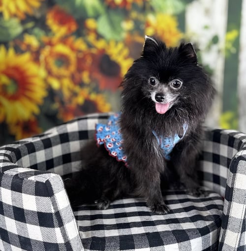 HANNA - Pomeranian available for adoption