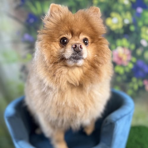 TYSO - Pomeranian available for adoption