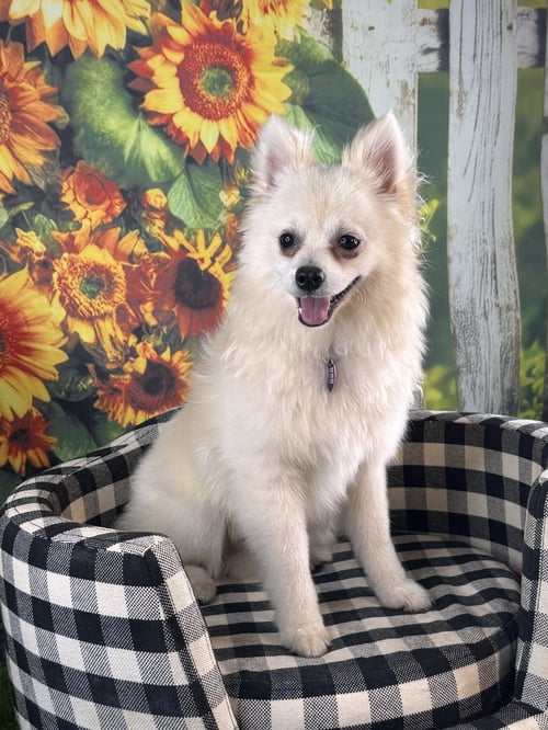 VORTEX - Pomeranian available for adoption