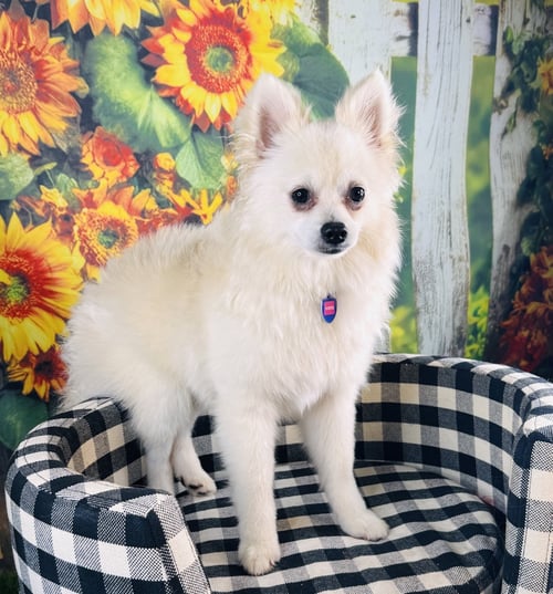 VORTEX - Pomeranian available for adoption