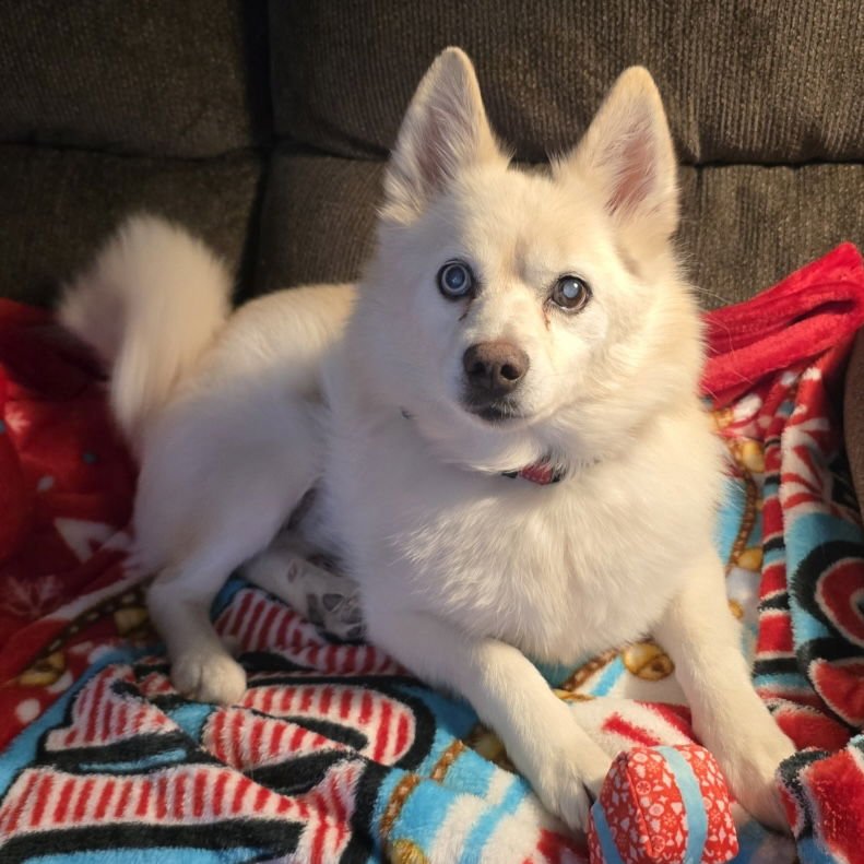 DRAX *DIABETIC* - Pomeranian / Siberian Husky for adoption in Garland